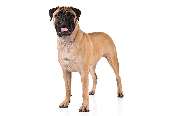 تصویر بول ماستیف (Bullmastiff)